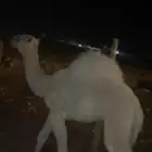 للبيع قعود سمين