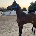 فرس شعبيه شيخ تنافس واهو