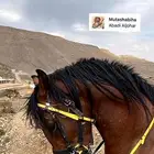 حصان