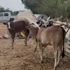 2 خبيش بقر