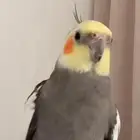 للبيع طائر كروان مميز جدا