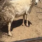 للبيع نعجه طيبه رباع