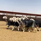 رخال نجد صنف
