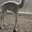 حوار كفو ابوه ولد بعير عبدالعزيز بن فهد باتلي