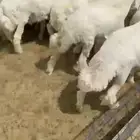 طليان حري بهم