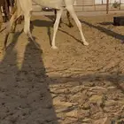 لقيه كفو