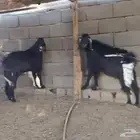 تيوس ذبايح