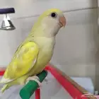 فروخ روز الوان روعه اليفه جدا