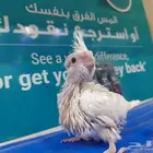 كروان هولندي البينو عيون حمر