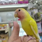 ببغاء روز اليف