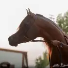 اسطبل الكيان للإيواء وخدمات الخيل