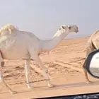 قعود تمامي