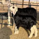نجديه خصم تحتها طلي