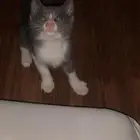 ققطتين للبيع كلهن ذكر