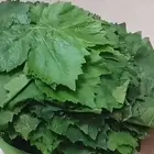ورق عنب