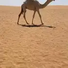 قعود حوار باتلي كفوو