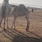 قعدان للبيع