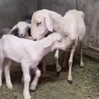 ناجح حريه صنف تحتها اثنين