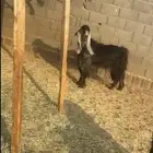 تيس