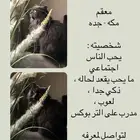 قط ذكر رمادي معقم للتبني