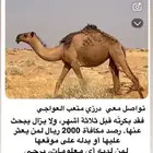 بكره ضاعت في 1446 3 5 شرق العسافية تجاه الخنفه