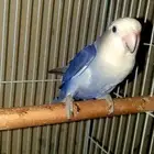 أنثى روز بلو فايلوت للبيع