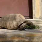 سلحفاة حجمه كبير جدا