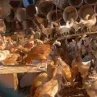 أعراض الكم دجاج عمرهم اربع شهور ونطالع العداد 130
