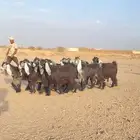جفرات عوارض صنف