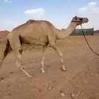 قليصه او رحول طابع شرط سنه سديس
