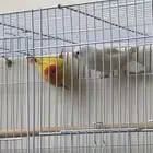 جوز روز او طقطق