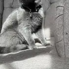 قطه قطوه قطط قط قطو سكوتش فولد