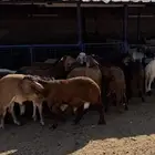 طليان سواكن حمريات تربيه رقم واحد كاش واقساد