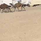 خفوت صفراء ( تم البيع )