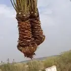 ابومحمد لتوريد جميع انواع النخيل المثمروتركيب الشبوك 050126