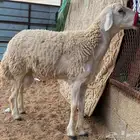 فحل حري مشروط