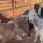 ماعز للبيع