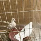 حمام صنعاني