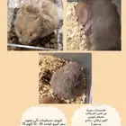 هامسترات سورية اليفين للبيع