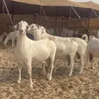 معزا دفيع بيشيات صنف الصنف