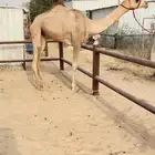 حقه سابق