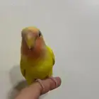 روز