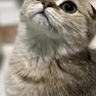 سكوتش فولد للبيع