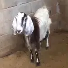 عنز مضرع