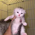 كيتن 4 مع الأم للبيع