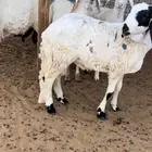 للبيع طليان سواكن مرباه