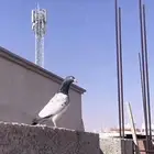 تيدي بيور