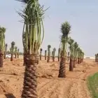 نخيل مثمربجميع أنواعه ومقاساته يشمل التوصيل في أنحاءالمملكه