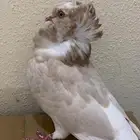 حمام بلجيكي زينه