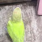 روز أليف عمره شهرين